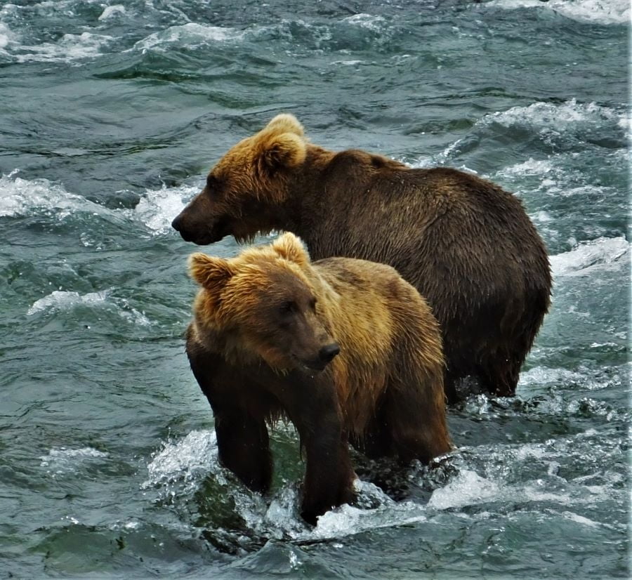 Two brown bears at Katmai National Park