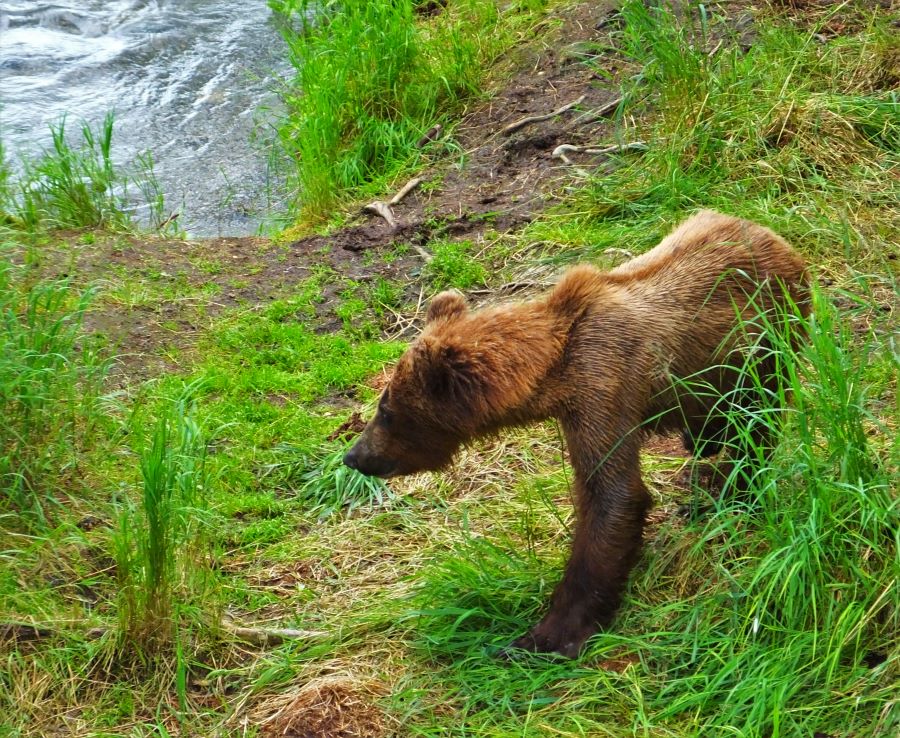 Year old brown bear at Katmai National Park