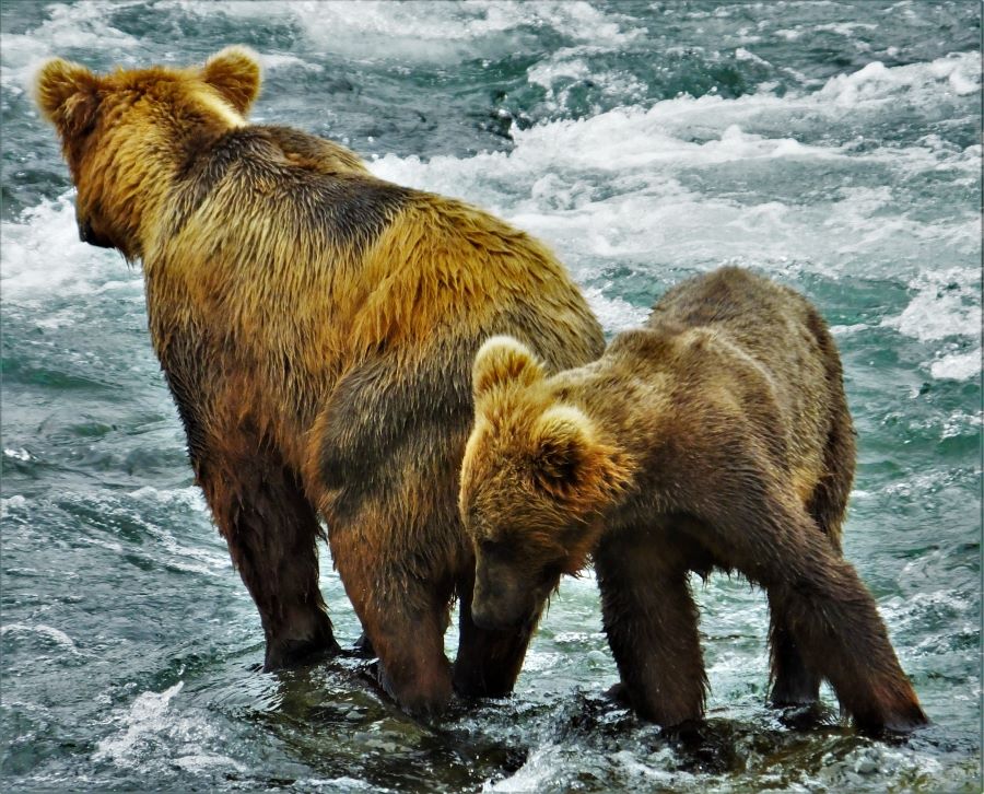 Two Brown bears at Katmai National Park