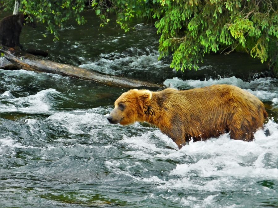 Brown bear at Katmai National Park
