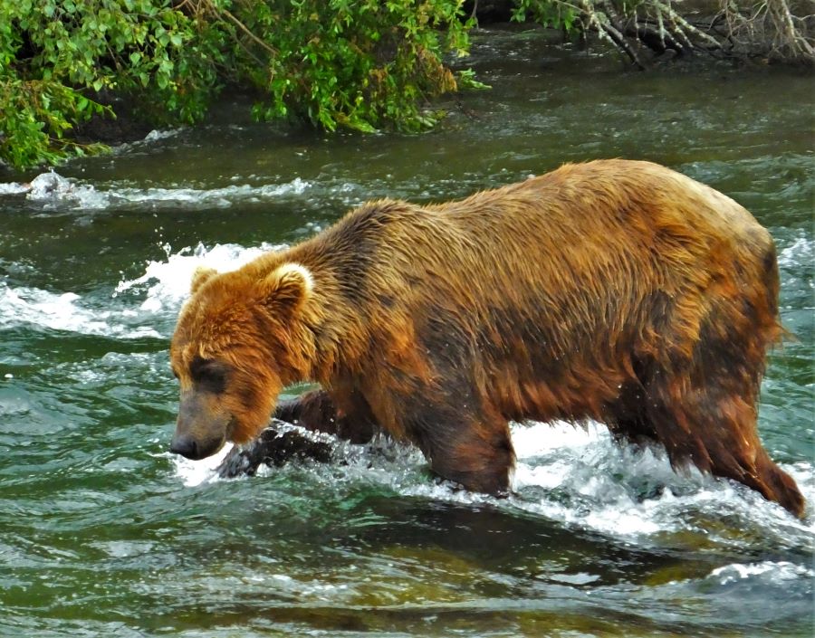 Brown bear walking through the water at Katmai National Park