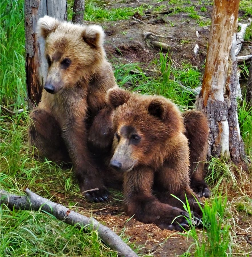 FoxRVTravel Brown Bear (Grizzly bear) cubs picture at Katmai National Park