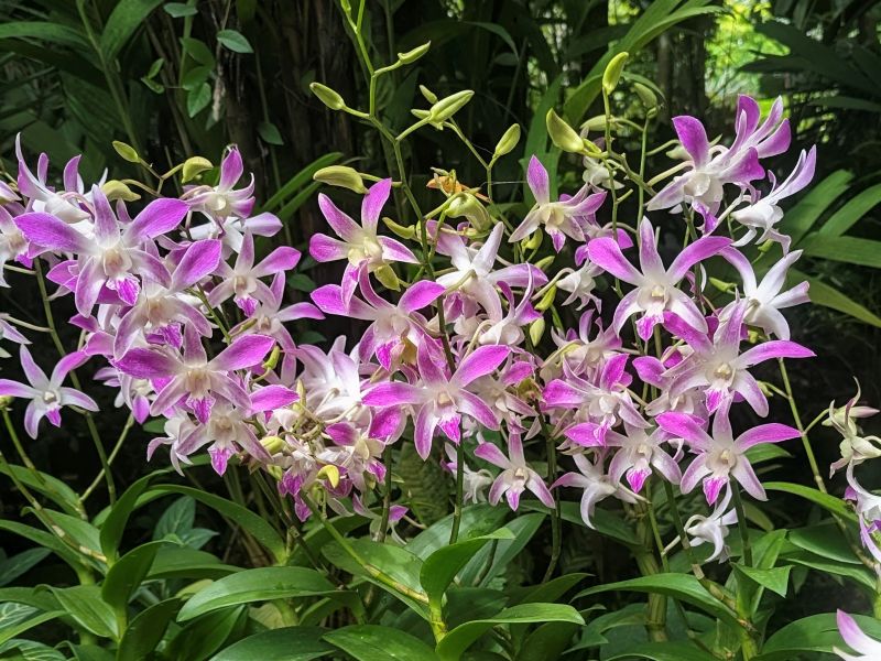 Dendrobium orchid flower at the Singapore Botanical Garden.