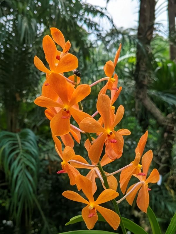 Orange orchid flower at the Singapore Botanical Garden.