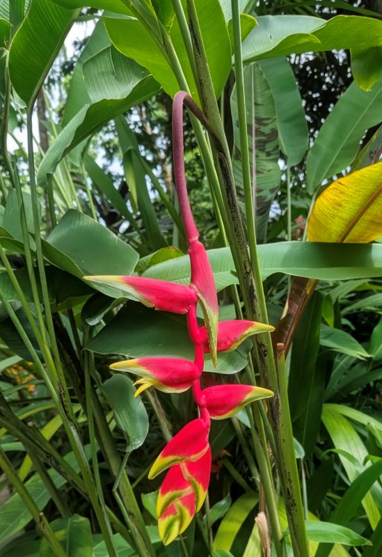 False Bird of Paradise.at the Singapore Botanical Garden.