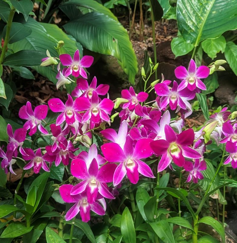 Dendrobium orchid at the Singapore Botanical Garden.