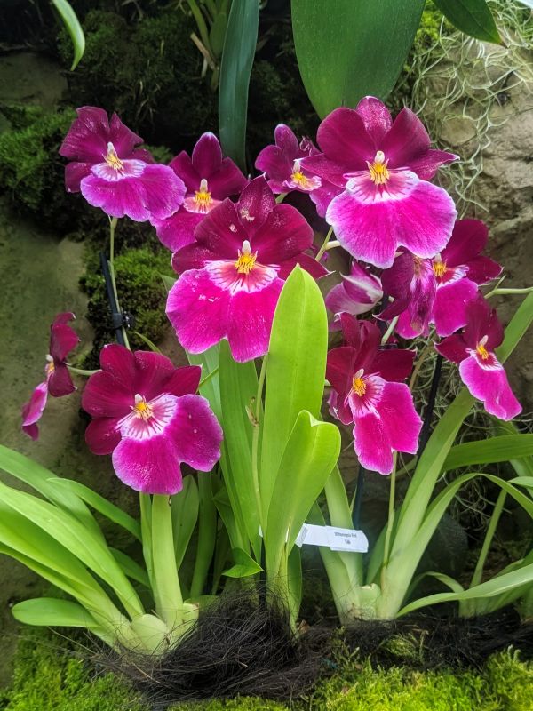 Miltoniopsis Red Woodham orchid at the Singapore Botanical Garden.