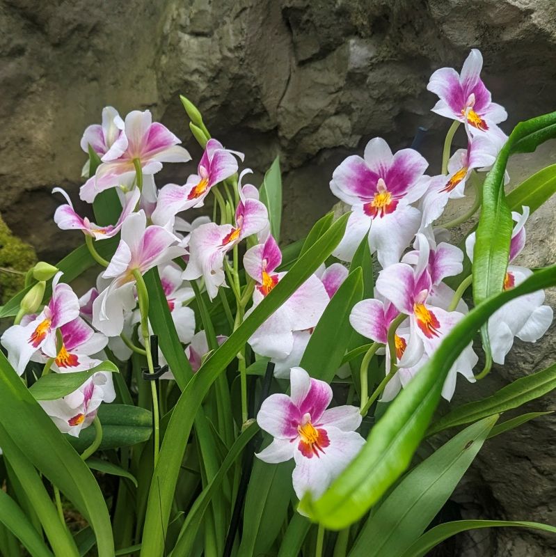 Miltonia orchid at the Singapore Botanical Garden.