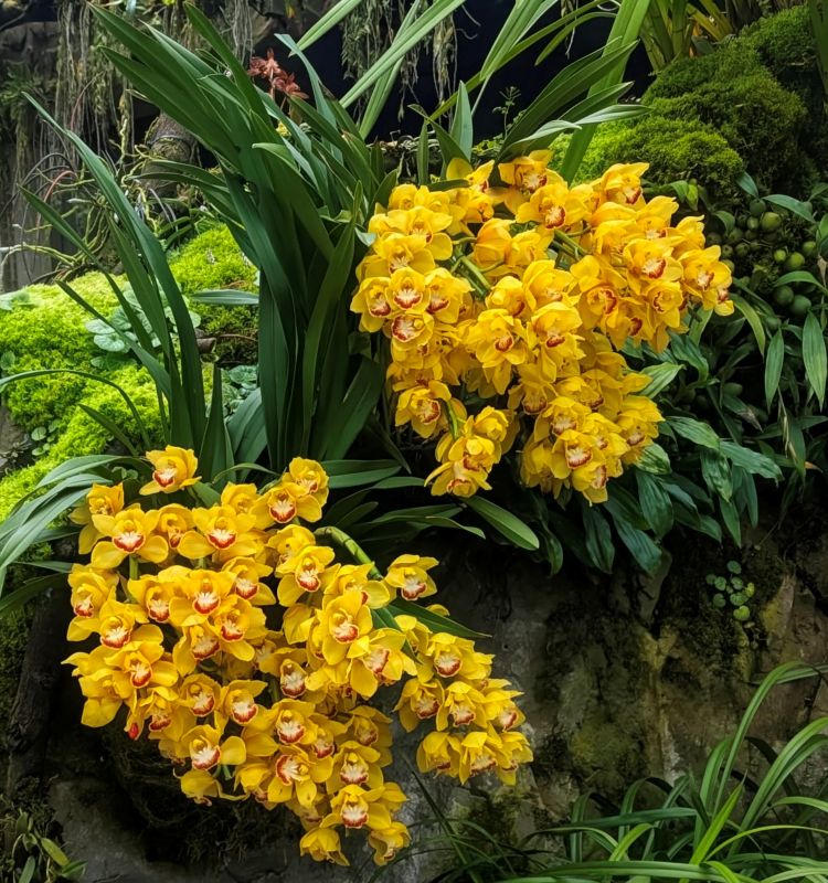 Yellow Cymbidium orchid at the Singapore Botanical Garden.