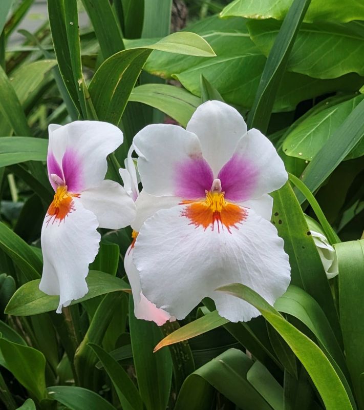 Miltonia orchid at the Singapore Botanical Garden.