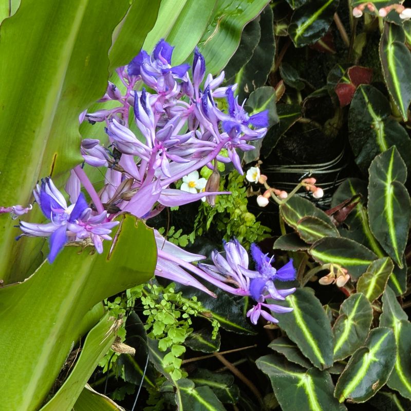 Cochliostema flower at the Singapore Botanical Garden.