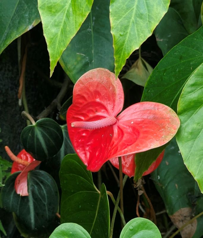 Anthurium flower at the Singapore Botanical Garden.