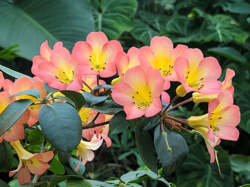 Rhododendron flower at the Singapore Botanical Garden.