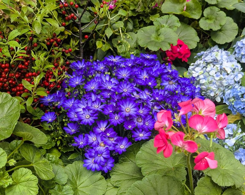 Cineraria flowers at the Singapore Botanical Garden.