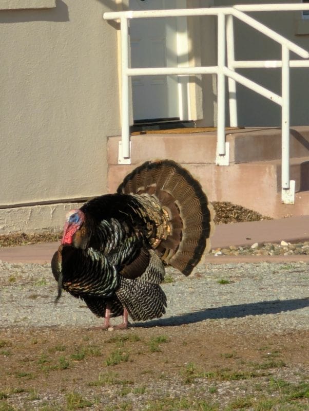 Overall I like turkeys more than geese. We got this photo of a strutting Tom near San Luis Obispo.