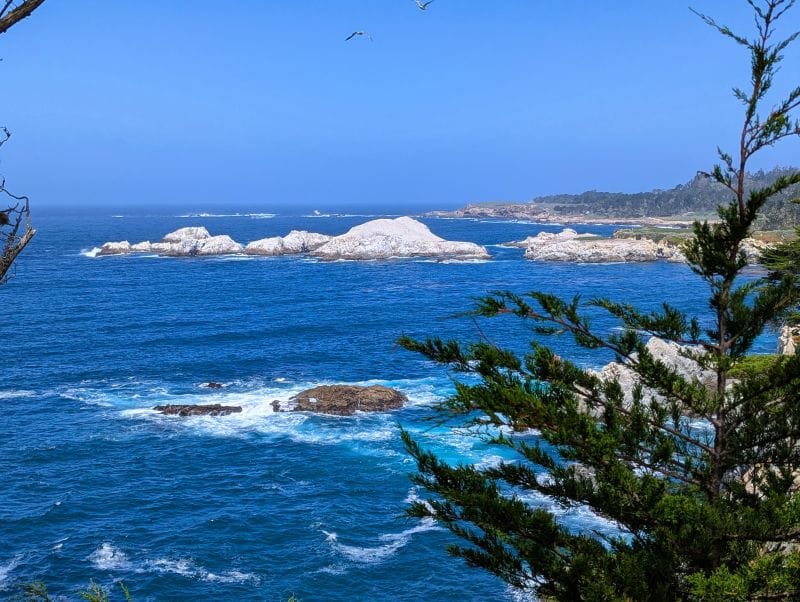 One thing we didn't see during our visit to Monterey was California Sea Lions. We saw some Elephant Seals but they are far from my favorite.
