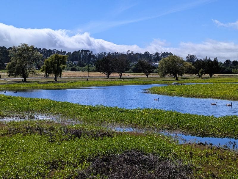 The RV park at a Coast Guard Training Center near Petaluma was a good fit for us. This lake is next to the campground and they had the predictable goose problem.